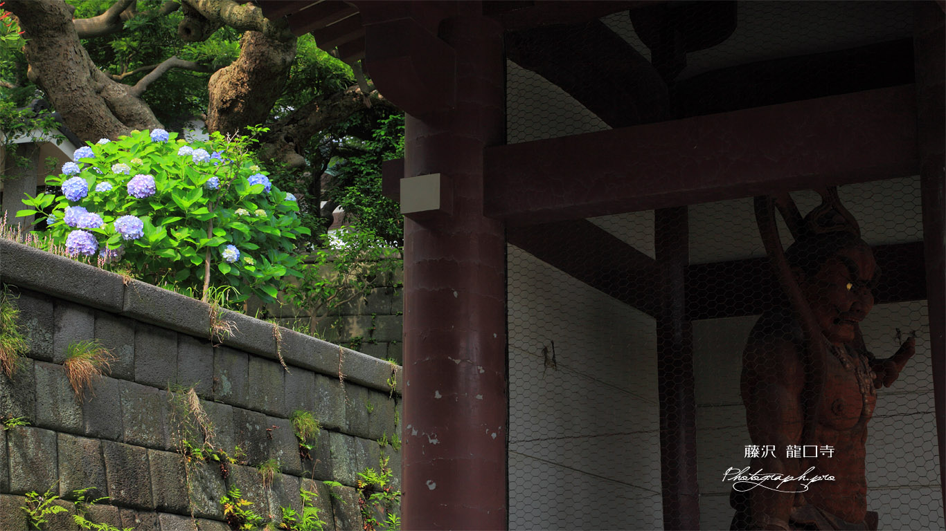 龍口寺 仁王門とアジサイ 壁紙