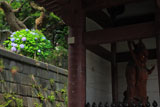 龍口寺 仁王門とあじさい