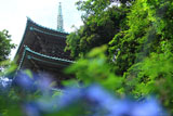 龍口寺 アジサイと五重塔