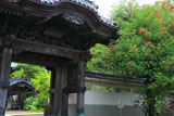 龍口寺 アメリカデイゴと山門