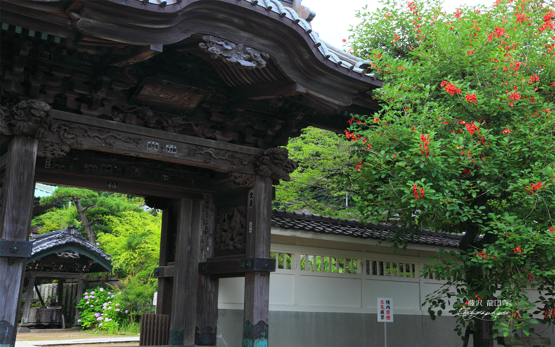 龍口寺 アメリカデイゴと山門