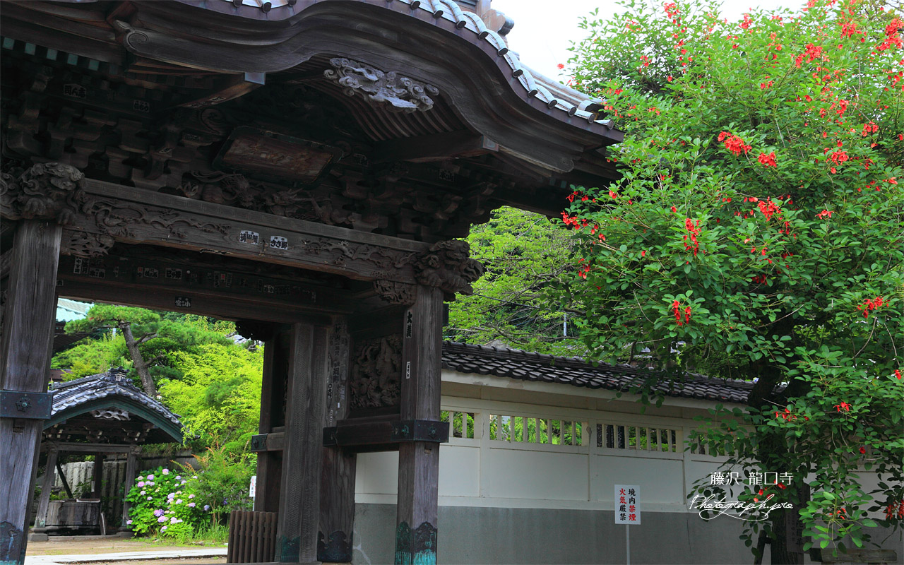 龍口寺 アメリカデイゴと山門 壁紙
