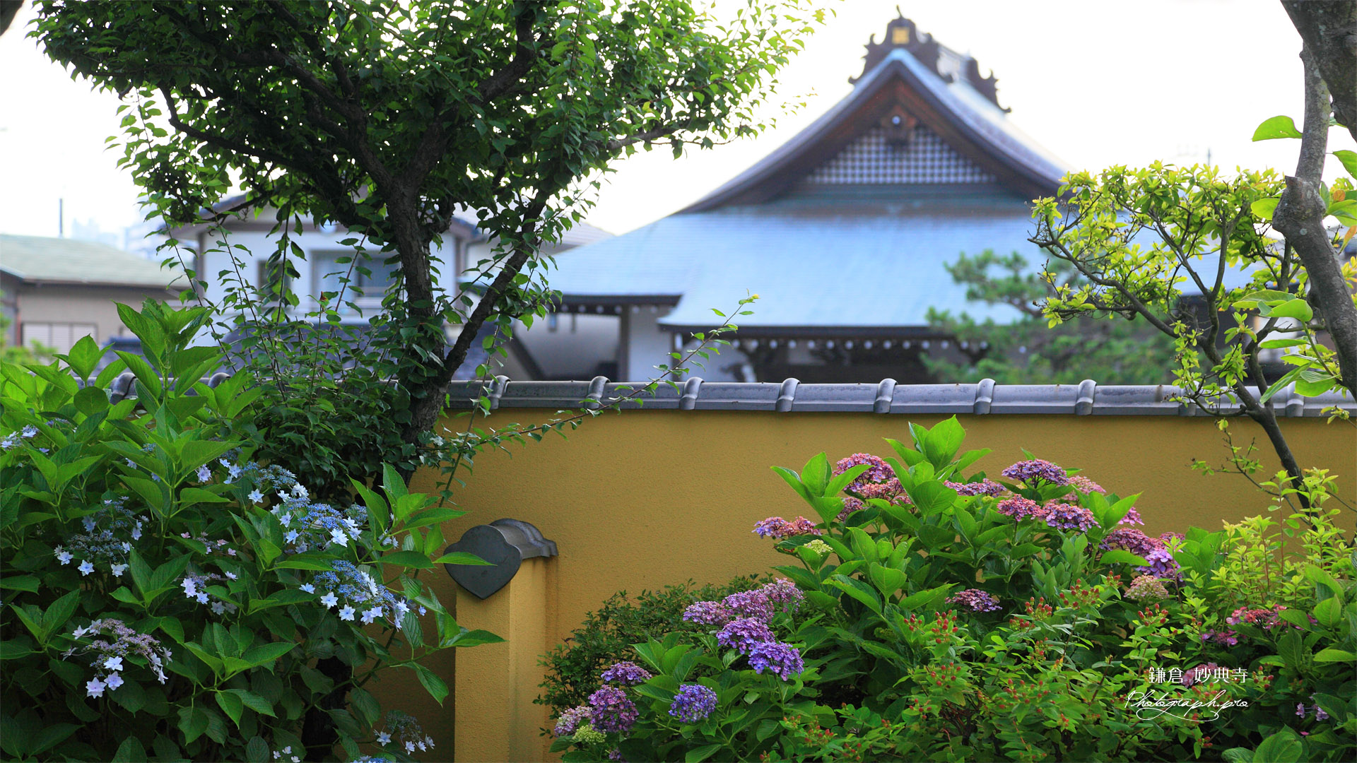 鎌倉妙典寺 アジサイと勧行寺