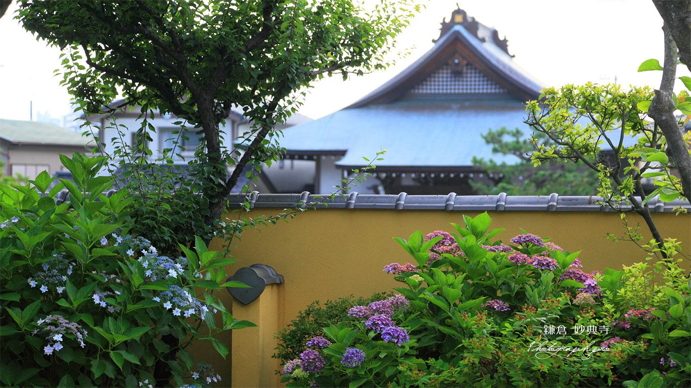 鎌倉妙典寺 アジサイと勧行寺 壁紙