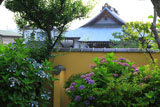 鎌倉妙典寺 アジサイと勧行寺