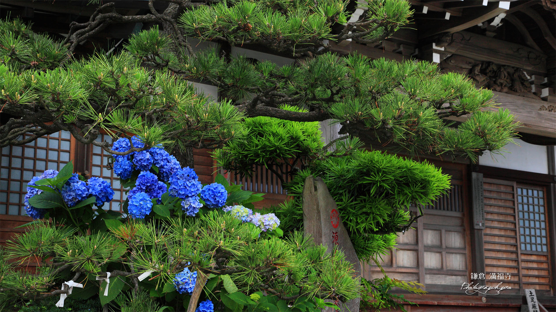 アジサイと鎌倉満福寺