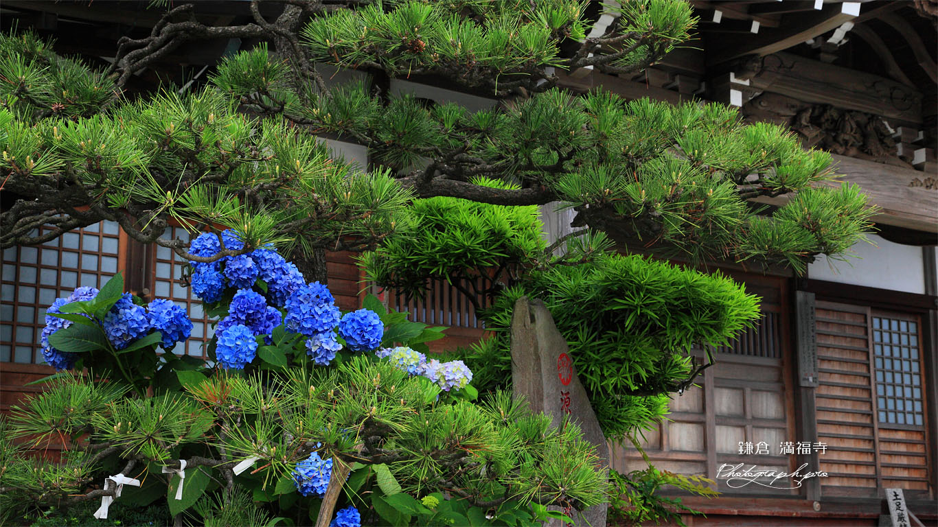 アジサイと鎌倉満福寺 壁紙
