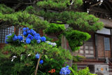 アジサイと鎌倉満福寺
