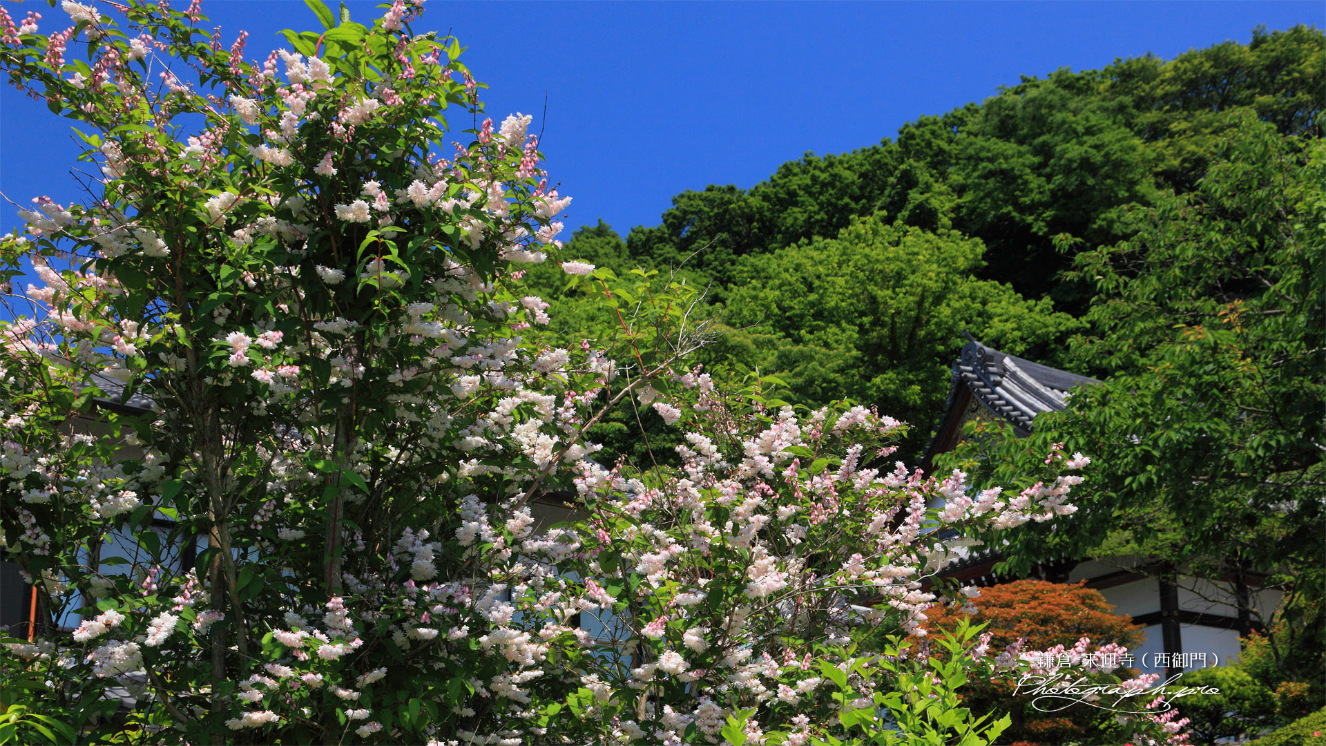 鎌倉来迎寺（西御門） ウツギ