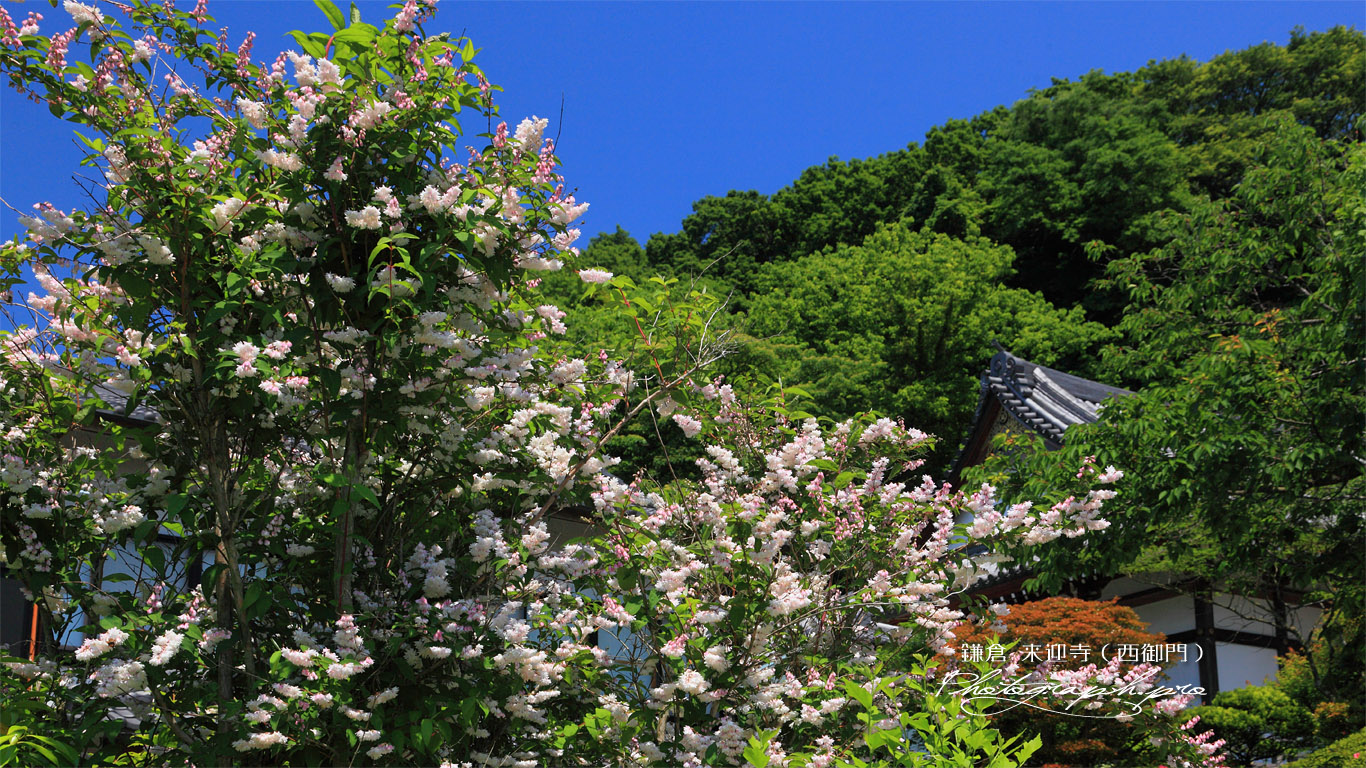 鎌倉来迎寺（西御門） ウツギ 壁紙