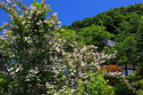 鎌倉来迎寺（西御門） ウツギ