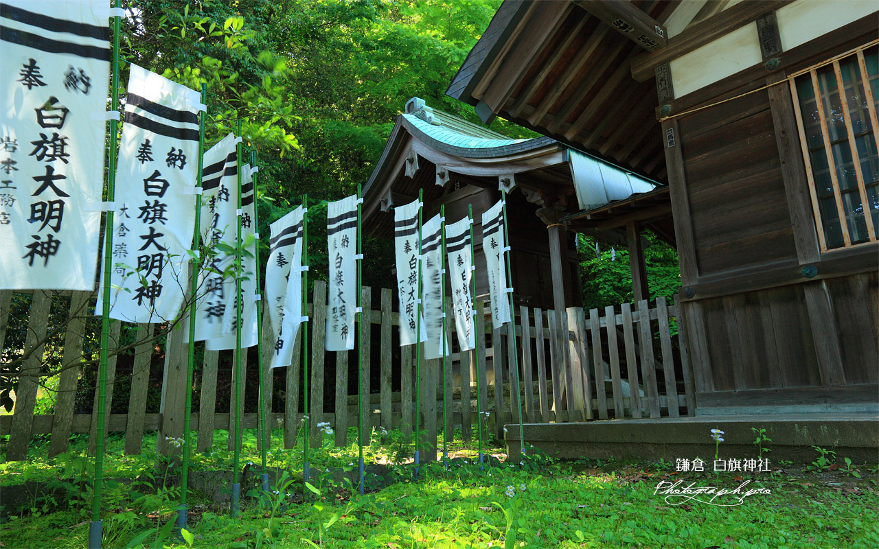 新緑の白旗神社 壁紙
