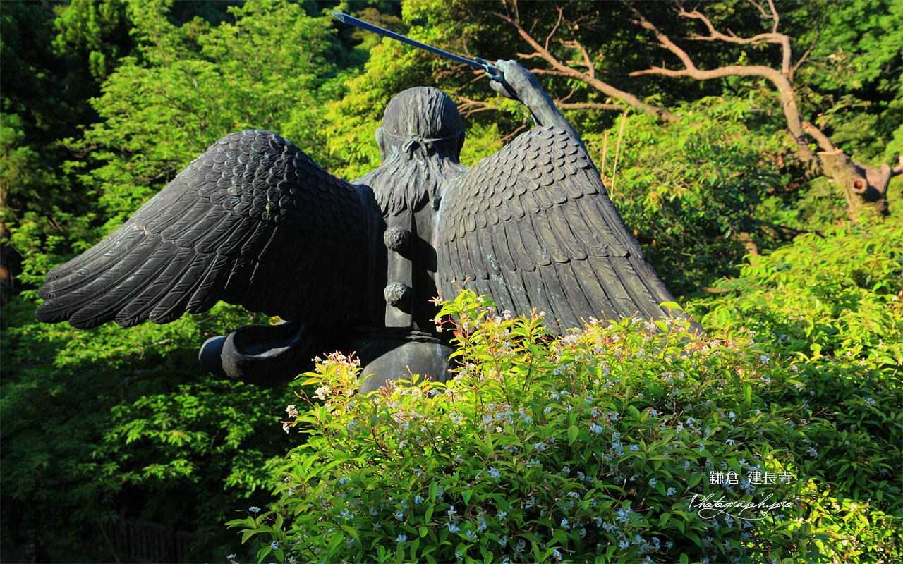 建長寺半僧坊のテイカカズラ 壁紙