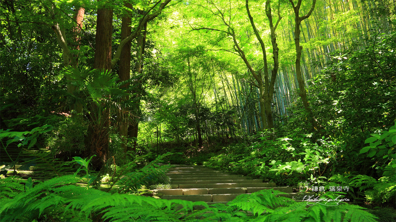 瑞泉寺 新緑の参道 の壁紙 1366x768