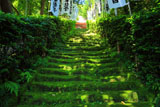 杉本寺 苔生した参道