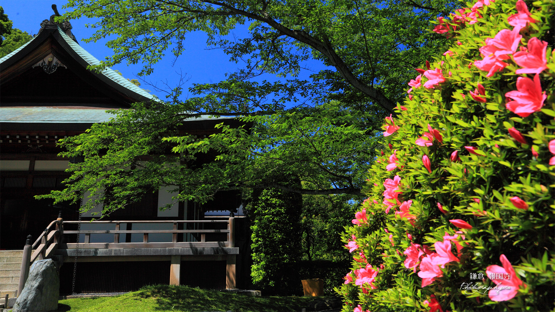 鎌倉報国寺 サツキと迦葉堂