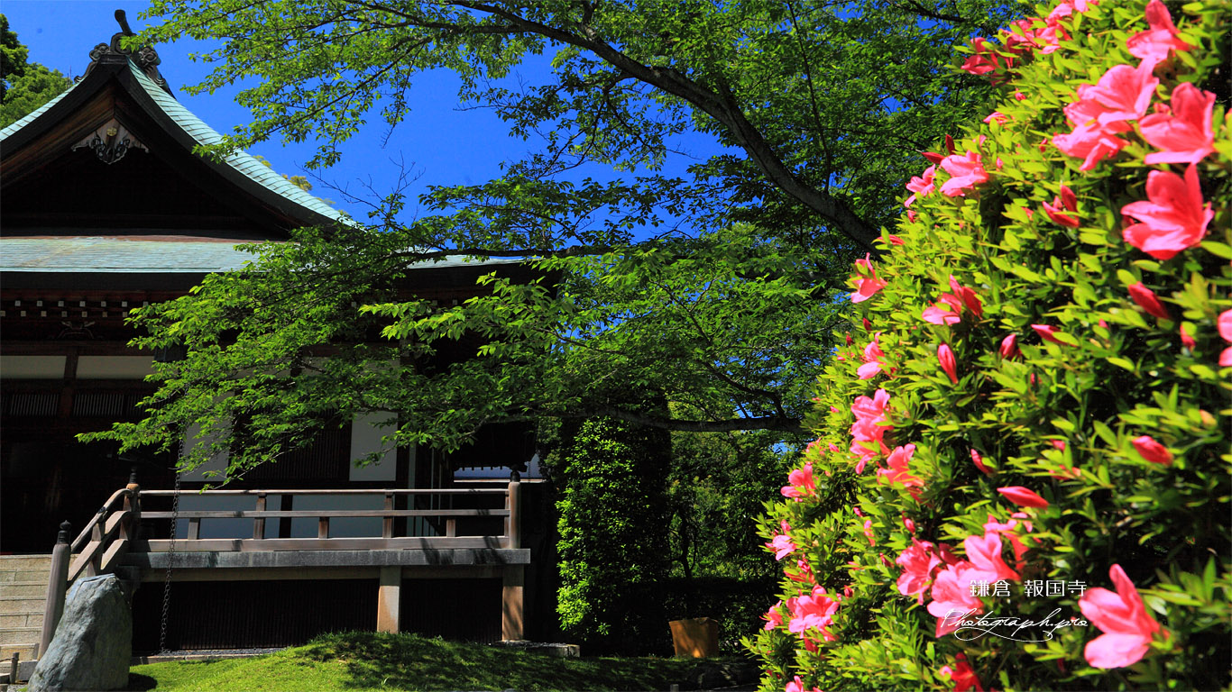 鎌倉報国寺 サツキと迦葉堂 壁紙