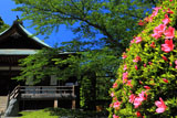鎌倉報国寺 皐月と迦葉堂
