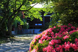 長勝寺 サツキと帝釈堂