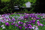 明月院の花菖蒲