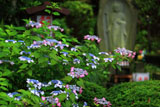 大船観音寺 紫陽花