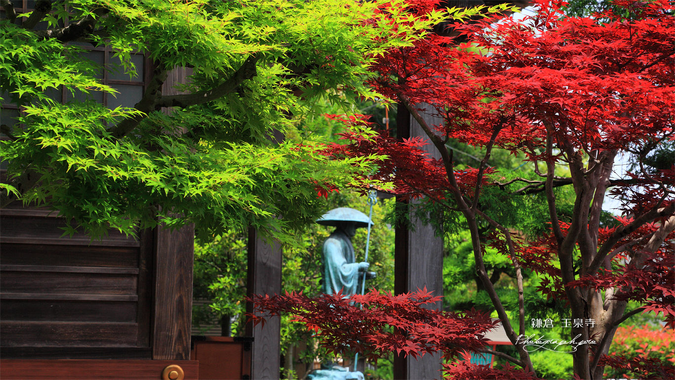 玉泉寺 青紅葉と春紅葉 の壁紙 1366x768