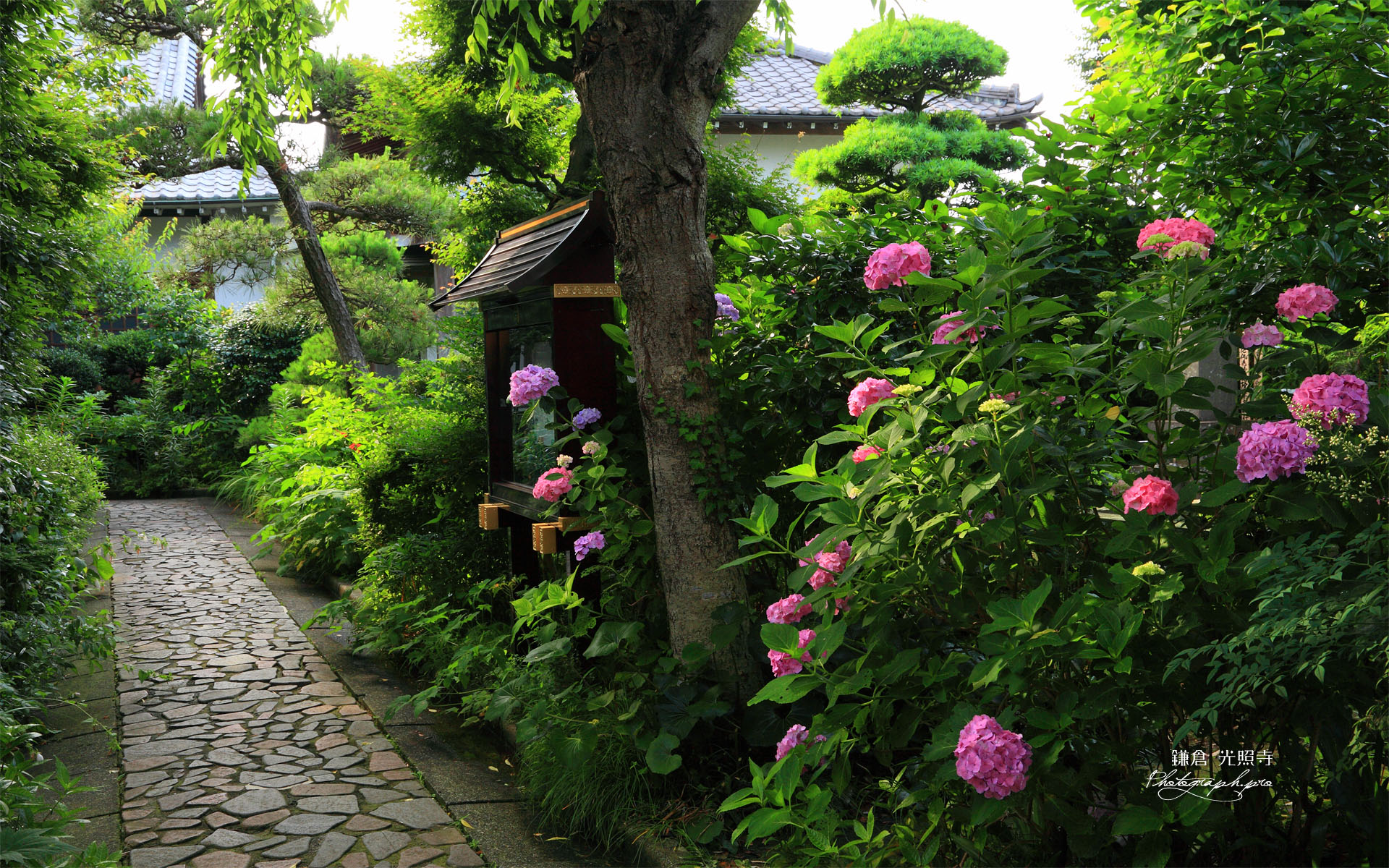 光照寺のアジサイ