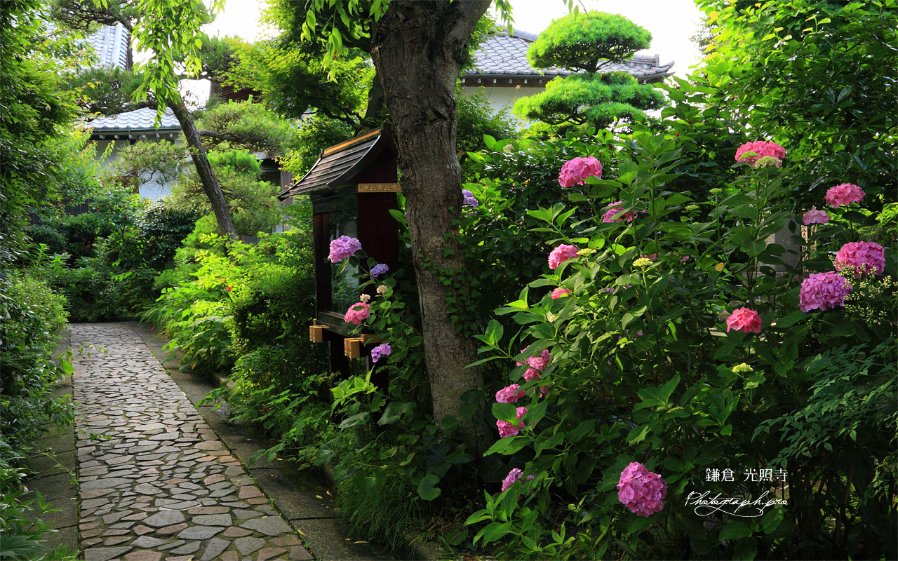 光照寺のアジサイ 壁紙