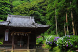 鎌倉白山神社社殿と紫陽花