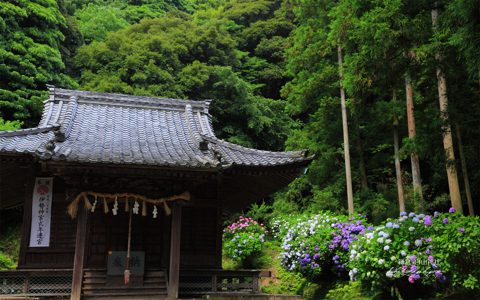 鎌倉白山神社社殿と紫陽花