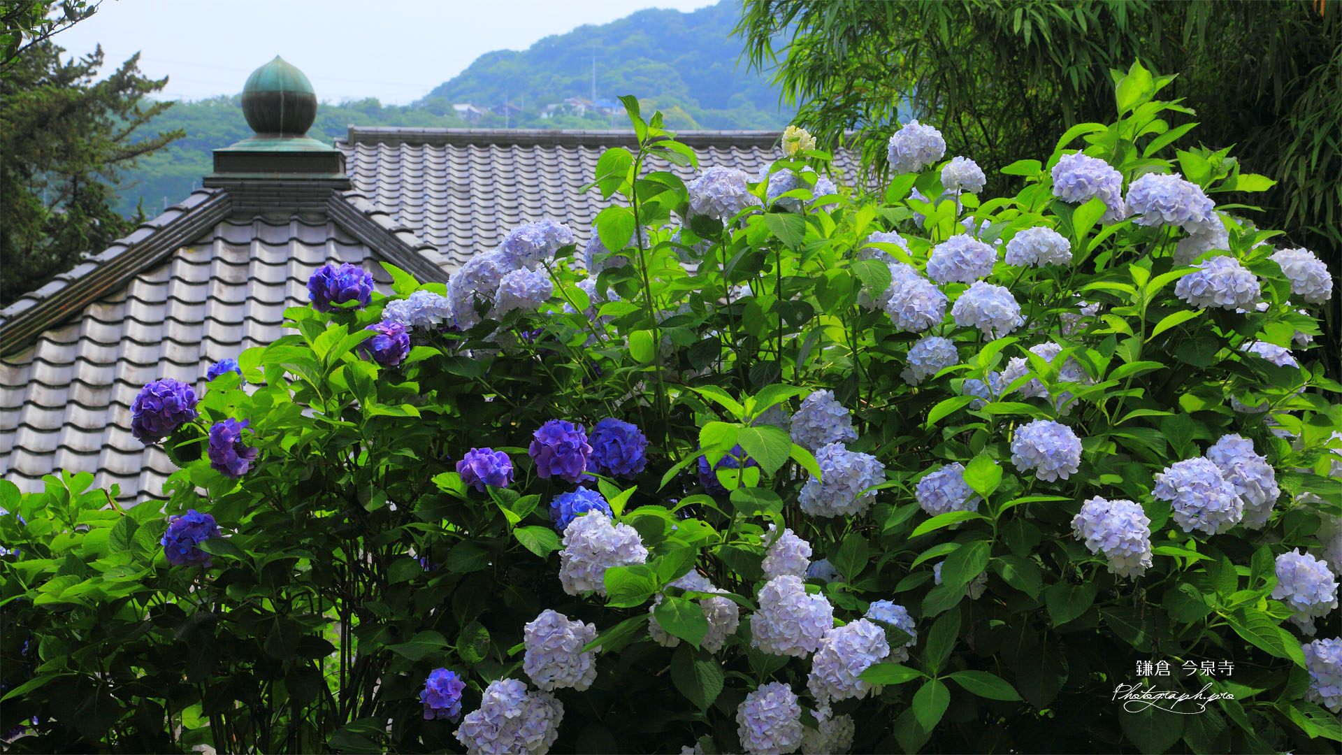 アジサイと鎌倉今泉寺