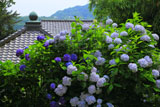 アジサイと鎌倉今泉寺
