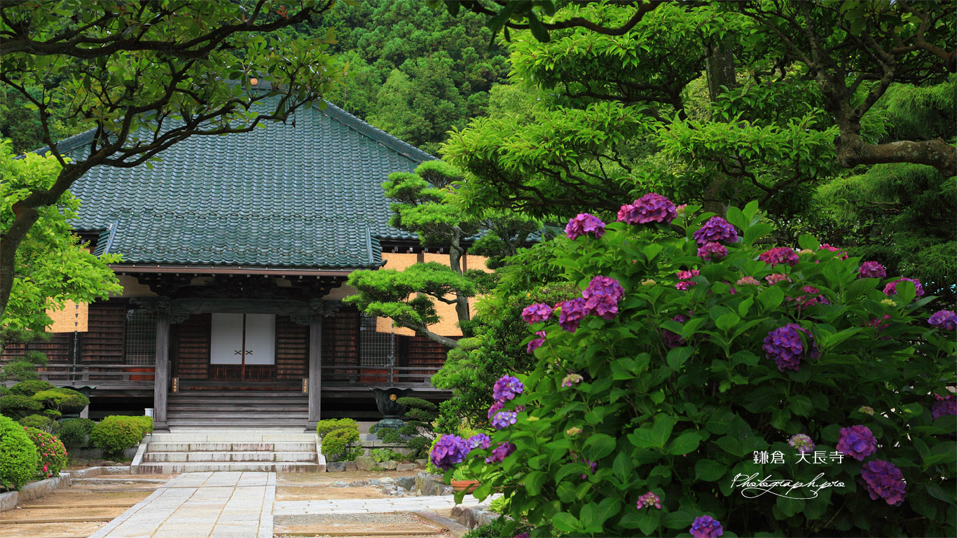 鎌倉大長寺 アジサイと本堂 壁紙
