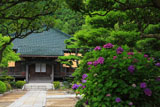 鎌倉大長寺 アジサイと本堂