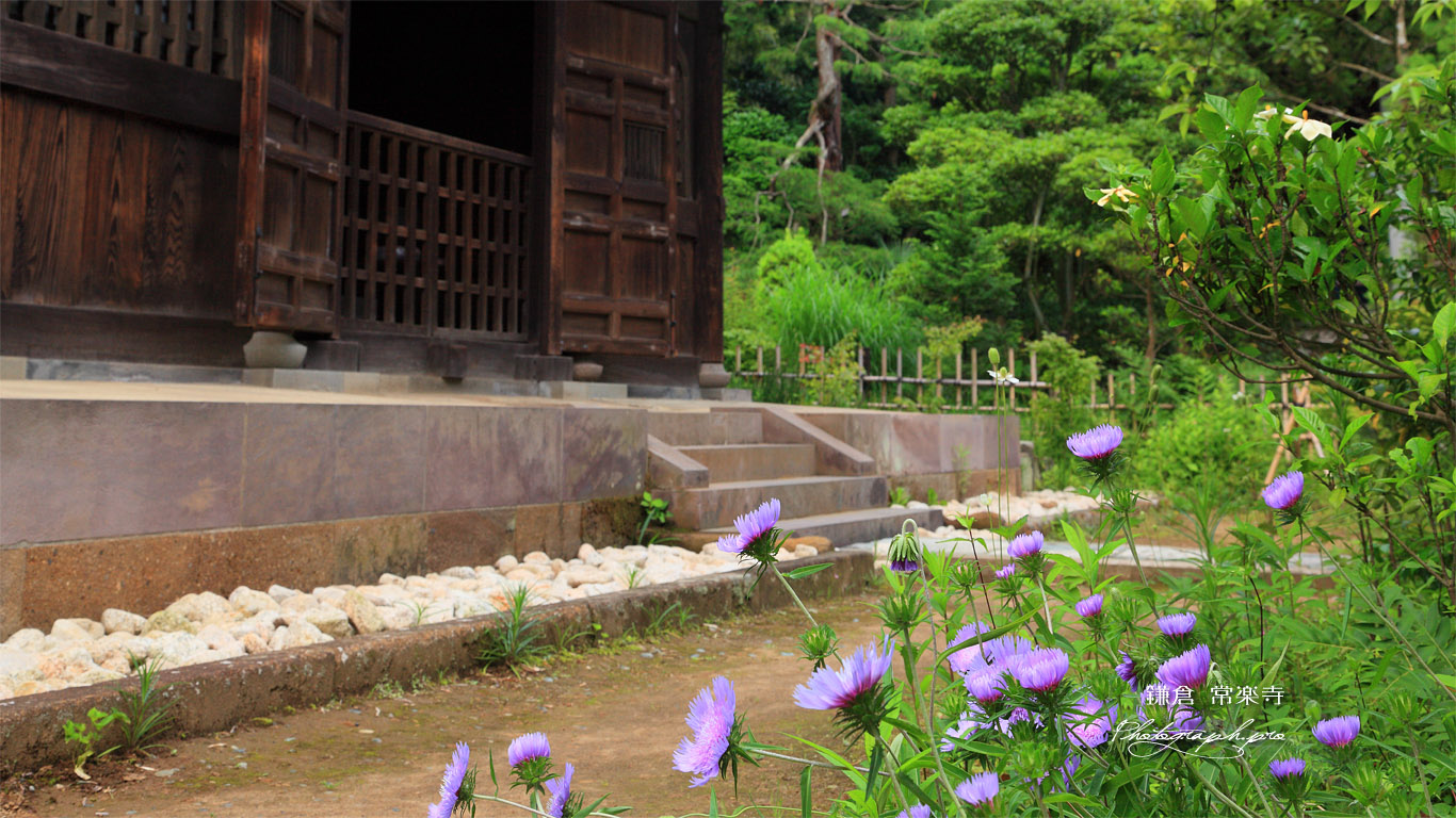 鎌倉常楽寺 矢車菊と仏殿 壁紙