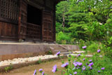 鎌倉常楽寺 矢車菊と仏殿