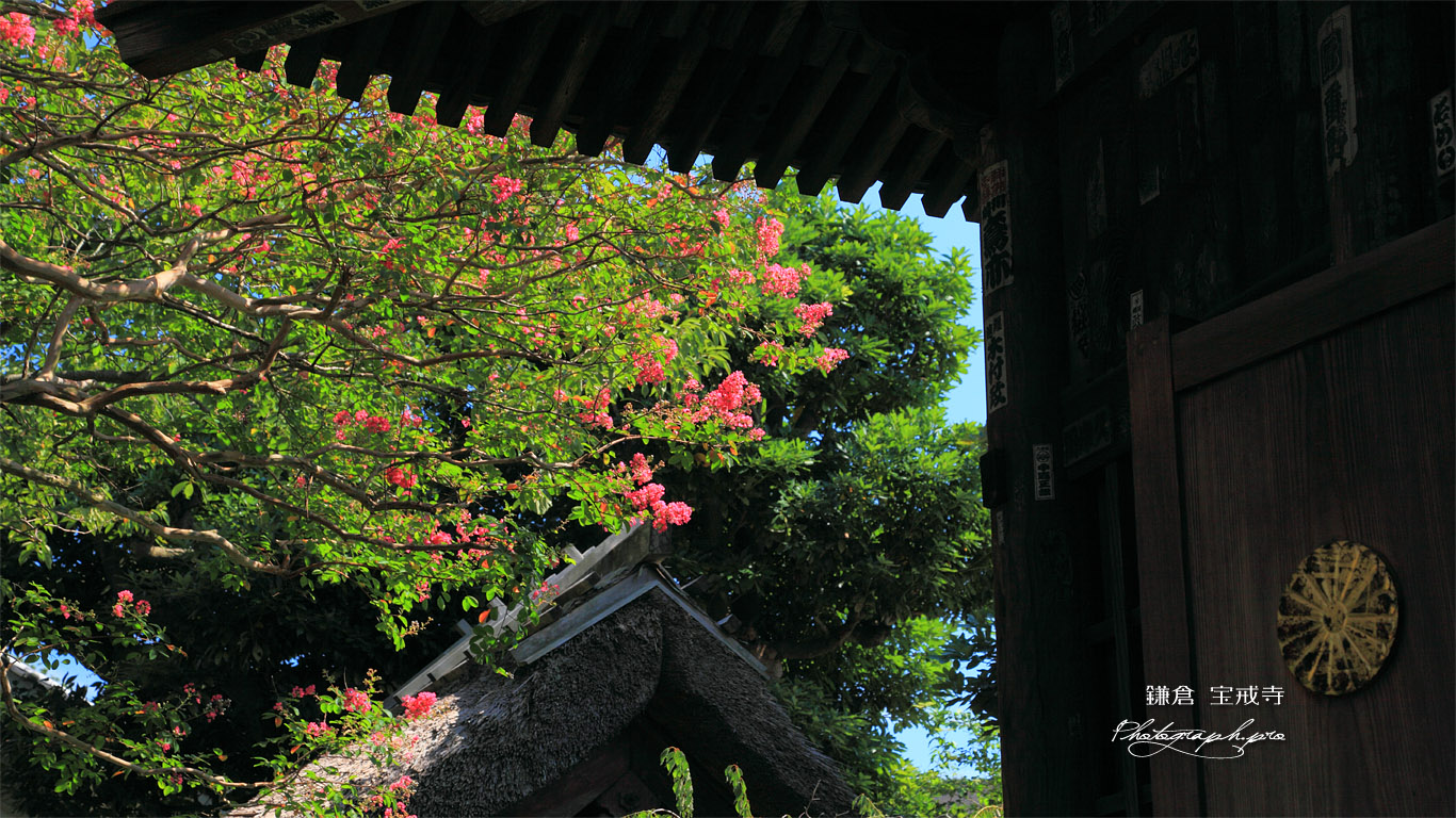 鎌倉宝戒寺 太子堂越しのサルスベリ 壁紙