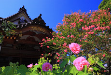 妙隆寺