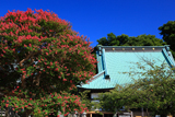 光明寺 サルスベリと本堂