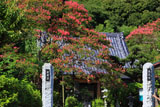 鎌倉圓久寺 サルスベリと本堂