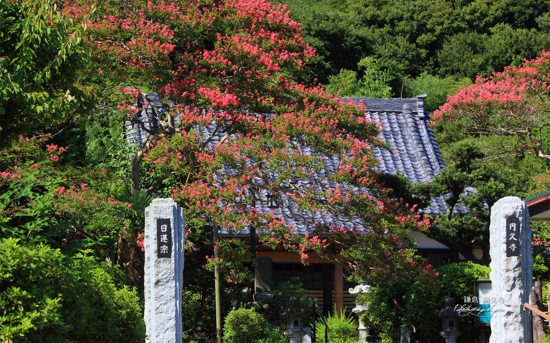 鎌倉圓久寺 サルスベリと本堂