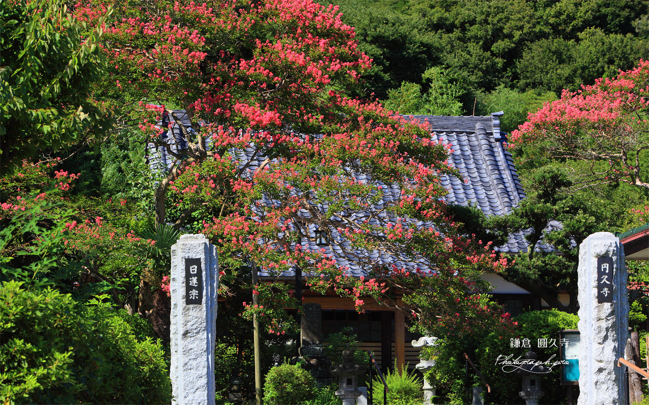 鎌倉圓久寺 サルスベリと本堂 壁紙