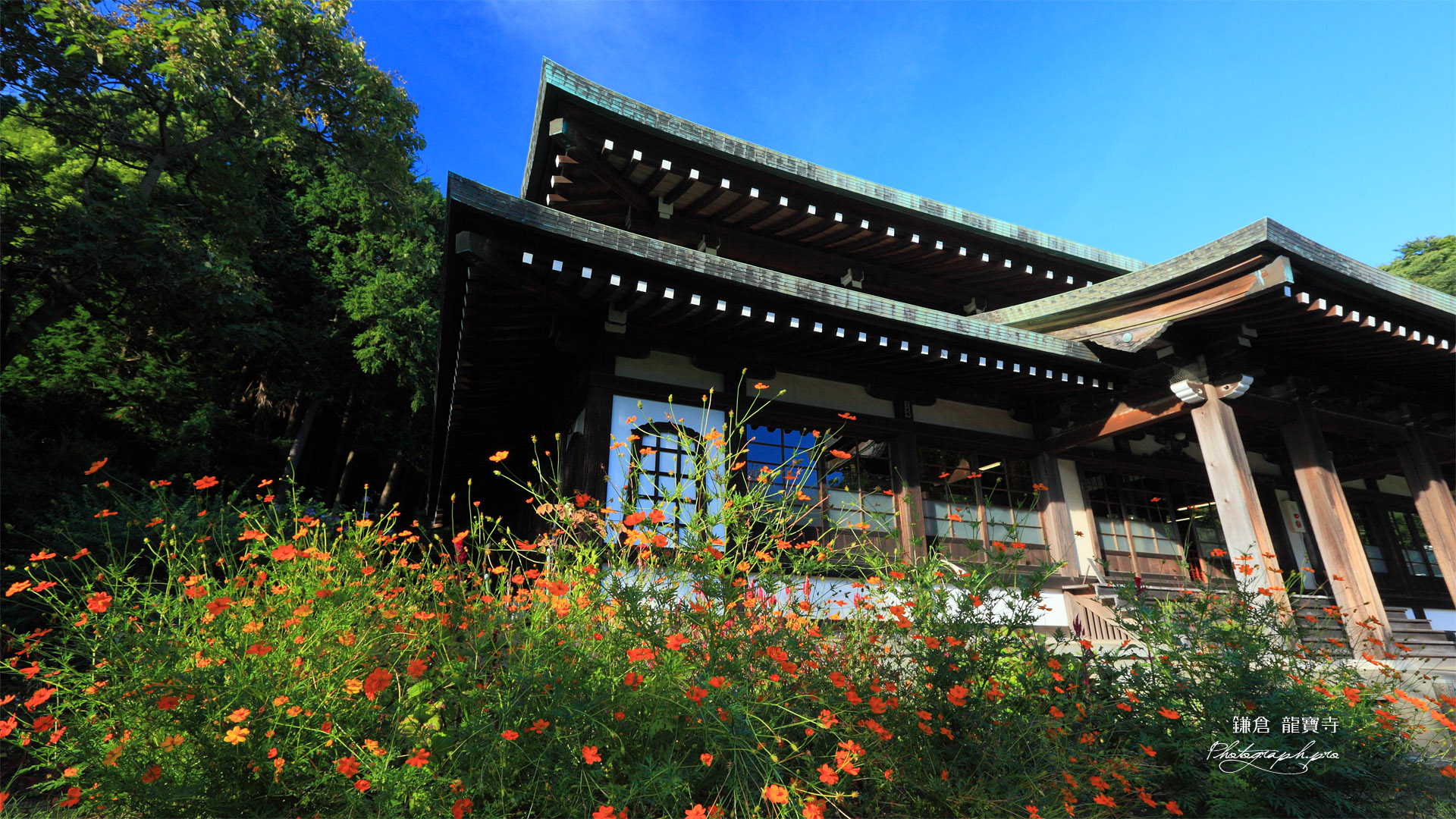 鎌倉龍寶寺のキバナコスモスと本堂