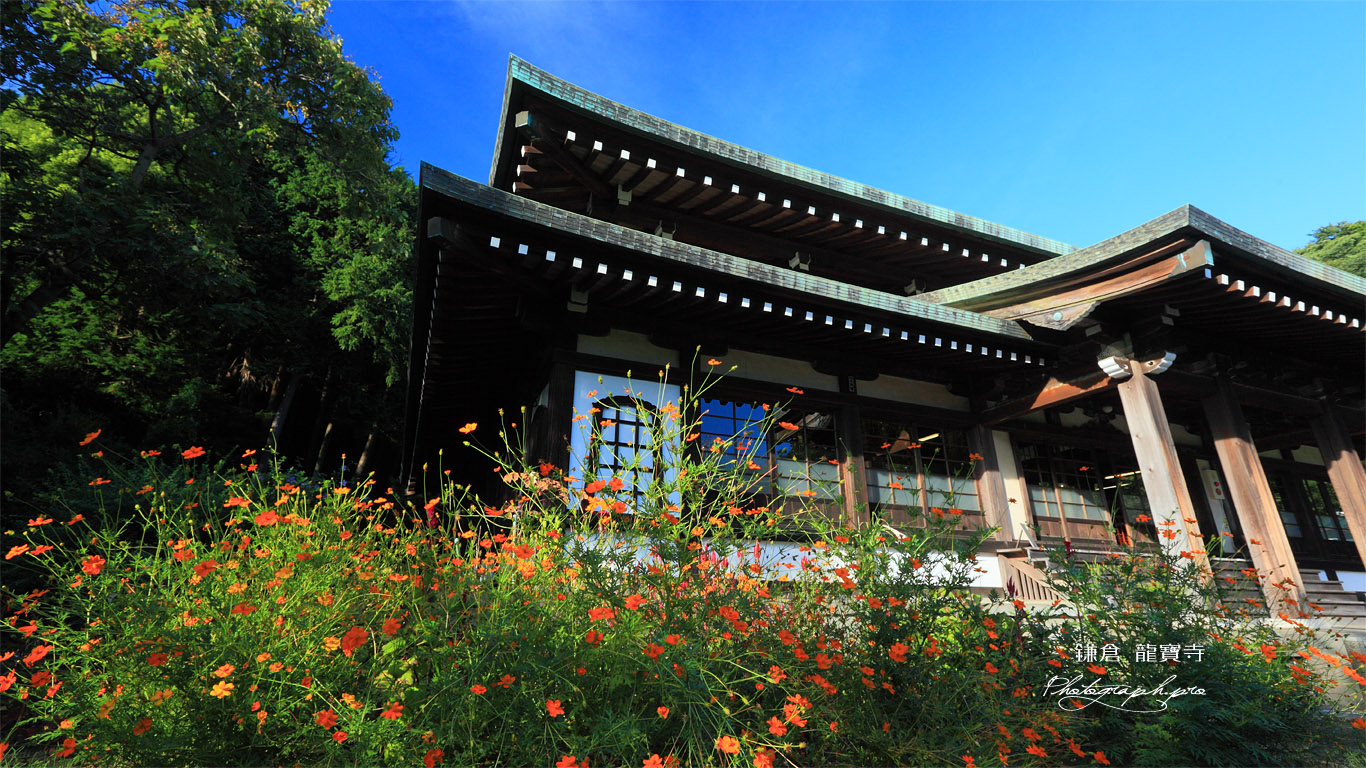 鎌倉龍寶寺のキバナコスモスと本堂 壁紙