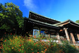 鎌倉龍寶寺のキバナコスモスと本堂