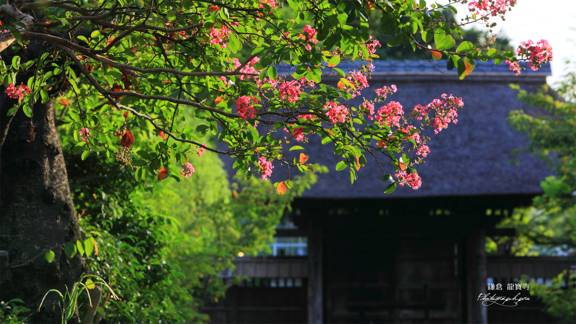 鎌倉龍宝寺のサルスベリと山門