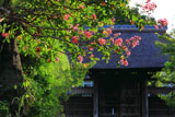 鎌倉龍宝寺の百日紅と山門