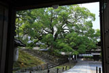青蓮院