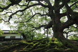 青蓮院 クスノキと長屋門