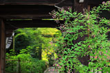 南禅寺金地院 ハギ
